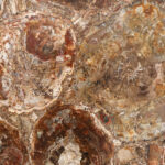 Petrified wood in slabs