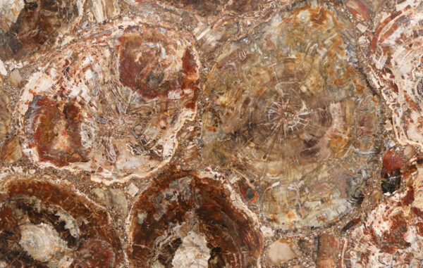 Petrified wood in slabs