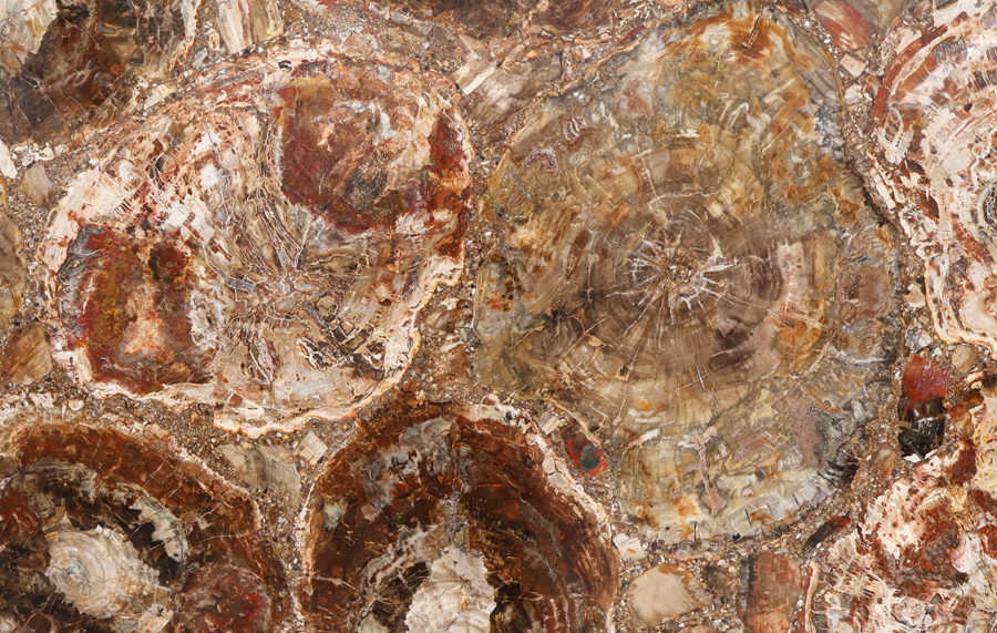 Petrified Wood – FSP0018